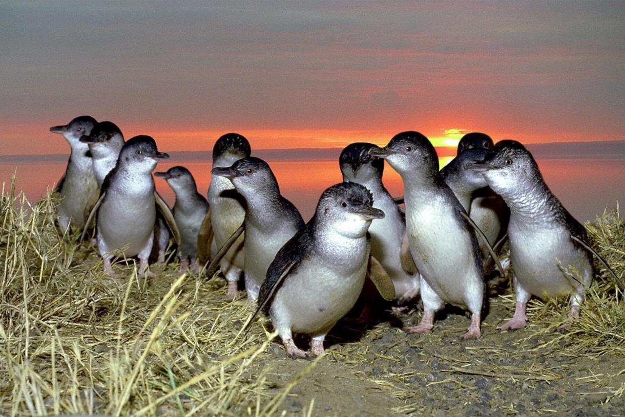 Big4 Ingenia Holidays Phillip Island Ньюхейвен Экстерьер фото